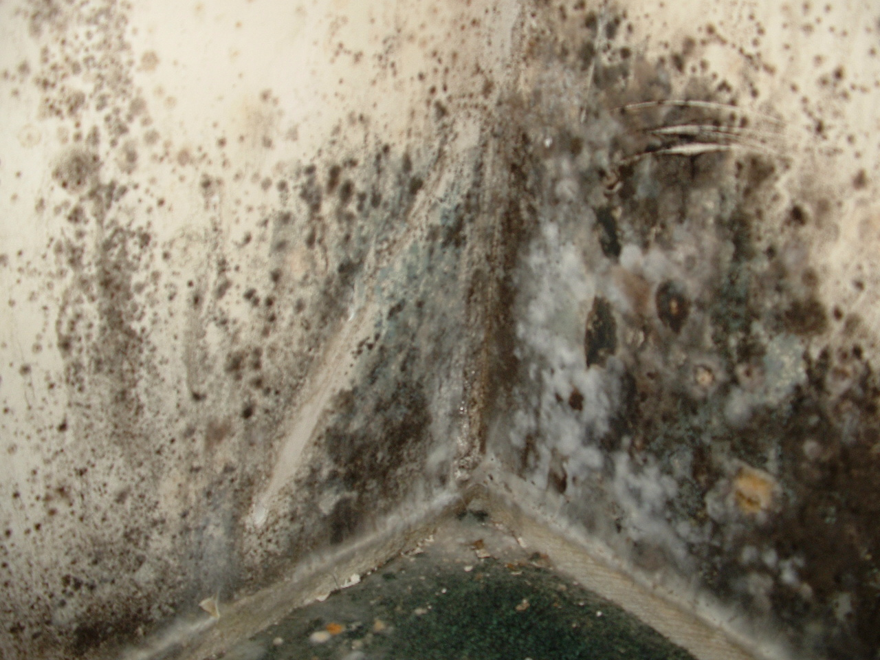 how-toxic-is-black-mould-compared-to-asbestos-emergency101