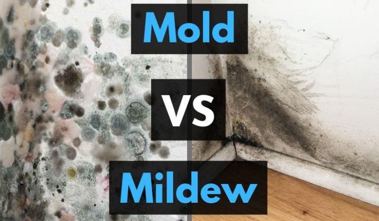 Mildew & Mould – How Are They Different & What You Need to Know