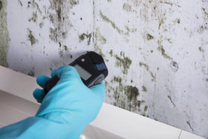 mould testing, mould removal service
