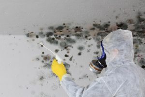 mold removal company, covid 19 cleaning company
